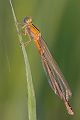 Kleine Pechlibelle - Ischnura pumilio - Junges Weibchen