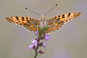 Silbriger (Kleiner) Perlmutterfalter - Issoria lathonia  
