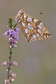 Silbriger (Kleiner) Perlmutterfalter - Issoria lathonia  
