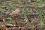 Zwergdommel, Ixobrychus minutus, Dommel, Reiher, Schreitvoegel, Zwergdommeln, Levos, Lesbos