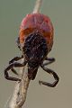 Gemeiner Holzbock - Ixodes ricinus