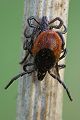 Gemeiner Holzbock - Ixodes ricinus