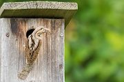 Junge Wendehaelse, Wendehals - Jynx torquilla, Spechte, Afrika, Sachsen, Muldental, Spechte_in_Sachsen, Wendehals_in Sachsen, Zugvoegel, Muldental, Grimma, Wendehals_im_Muldental, Ameisenpuppen, Weisenameisen, Ameisen, Wendehals_füttert, Wendehals_mit_Ameisenpuppen_an_der_Brutroehre, Wendehals_mit_Wiesenameisen 
