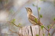 unge Wendehaelse, Wendehals - Jynx torquilla, Spechte, Afrika, Sachsen, Muldental, Spechte_in_Sachsen, Wendehals_in Sachsen, Zugvoegel, Muldental, Grimma, Wendehals_im_Muldental, Ameisenpuppen, Weisenameisen, Ameisen, Wendehals_füttert, Wendehals_mit_Ameisenpuppen_an_der_Brutroehre, Wendehals_mit_Wiesenameisen 