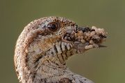 Wendehals - Jynx torquilla Spechte Afrika Sachsen Muldental Spechte in Sachsen Zugvoegel Muldental Grimma Wendehals im Muldental Ameisenpuppen Ameisen Wendehals füttert Wendehals mit Ameisenpuppen an der Brutröhre 