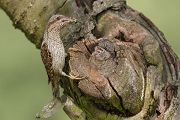 Junge Wendehaelse - Jynx torquilla Spechte Afrika Sachsen Muldental Spechte in Sachsen Zugvoegel Muldental Grimma Wendehals im Muldental Ameisenpuppen Ameisen  Wendehals mit Ameisenpuppen an der Brutröhre Junger Wendehals Junge Wendehaelse an der Brutroehre Wendehaelse vor dem Ausflug Wendehals fuettert Jungvögel kurz vor dem Ausflug 