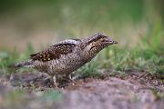 Junge Wendehaelse, Wendehals - Jynx torquilla, Spechte, Afrika, Sachsen, Muldental, Spechte_in_Sachsen, Wendehals_in Sachsen, Zugvoegel, Muldental, Grimma, Wendehals_im_Muldental, Ameisenpuppen, Weisenameisen, Ameisen, Wendehals_füttert, Wendehals_mit_Ameisenpuppen_an_der_Brutroehre, Wendehals_mit_Wiesenameisen 