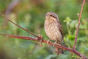 Junge Wendehaelse, Wendehals - Jynx torquilla, Spechte, Afrika, Sachsen, Muldental, Spechte_in_Sachsen, Wendehals_in Sachsen, Zugvoegel, Muldental, Grimma, Wendehals_im_Muldental, Ameisenpuppen, Weisenameisen, Ameisen, Wendehals_füttert, Wendehals_mit_Ameisenpuppen_an_der_Brutroehre, Wendehals_mit_Wiesenameisen 