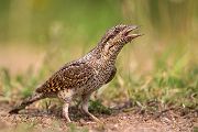 Junge Wendehaelse, Wendehals - Jynx torquilla, Spechte, Afrika, Sachsen, Muldental, Spechte_in_Sachsen, Wendehals_in Sachsen, Zugvoegel, Muldental, Grimma, Wendehals_im_Muldental, Ameisenpuppen, Weisenameisen, Ameisen, Wendehals_füttert, Wendehals_mit_Ameisenpuppen_an_der_Brutroehre, Wendehals_mit_Wiesenameisen 