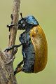 Labidostomis humeralis