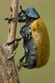Labidostomis humeralis