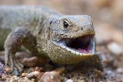 Zauneidechse - Lacerta agilis