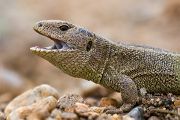Zauneidechse - Lacerta agilis