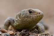 Zauneidechse - Lacerta agilis