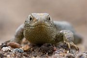 Zauneidechse - Lacerta agilis Sachsen Reptilien Eidechse Echsen