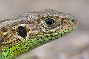 Zauneidechse - Lacerta agilis