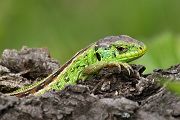 Zauneidechse - Lacerta agilis Sachsen Reptilien Eidechse Echsen