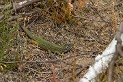 Oestliche Smaragdeidechse - Lacerta viridis Brandenburg Echsen Reptilien Eidechsen