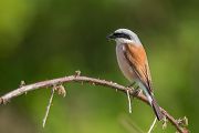 Neuntoeter, Lanius collurio, Weibchen, Maennchen, Singvoegel, Sachsen, Voegel Rotrueckenwuerger, Wuerger, Speiballen