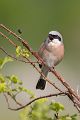 Neuntoeter - Lanius collurio - Weibchen Singvoegel Sachsen Voegel Rotrueckenwuerger Wuerger 