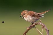 Neuntoeter, Lanius collurio, Weibchen, Maennchen, Singvoegel, Sachsen, Voegel Rotrueckenwuerger, Wuerger, Speiballen