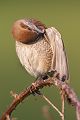 Neuntoeter, Lanius collurio, Weibchen, Maennchen, Singvoegel, Sachsen, Voegel Rotrueckenwuerger, Wuerger, Speiballen