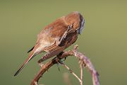 Neuntoeter, Lanius collurio, Weibchen, Maennchen, Singvoegel, Sachsen, Voegel Rotrueckenwuerger, Wuerger, Speiballen