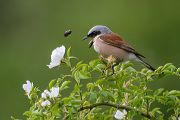 Neuntoeter - Lanius collurio - Weibchen Singvoegel Sachsen Voegel Rotrueckenwuerger Wuerger 