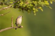 Neuntoeter - Lanius collurio - Weibchen Singvoegel Sachsen Voegel Rotrueckenwuerger Wuerger 