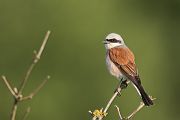 Neuntoeter - Lanius collurio - Weibchen Singvoegel Sachsen Voegel Rotrueckenwuerger Wuerger 