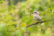 Neuntoeter - Lanius collurio - Weibchen Singvoegel Sachsen Voegel Rotrueckenwuerger Wuerger 