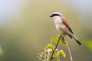 Neuntoeter - Lanius collurio - Weibchen, Maennchen, Singvoegel Sachsen Voegel Rotrueckenwuerger Wuerger 