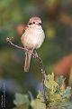 Neuntoeter - Lanius collurio - Weibchen, Maennchen, Singvoegel Sachsen Voegel Rotrueckenwuerger Wuerger 