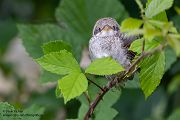 Neuntoeter - Lanius collurio - Weibchen, Maennchen, Singvoegel Sachsen Voegel Rotrueckenwuerger Wuerger 
