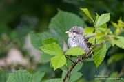 Neuntoeter - Lanius collurio - Weibchen, Maennchen, Singvoegel Sachsen Voegel Rotrueckenwuerger Wuerger 