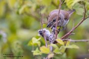 Neuntoeter - Lanius collurio - Weibchen, Maennchen, Singvoegel Sachsen Voegel Rotrueckenwuerger Wuerger 