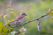 Neuntoeter - Lanius collurio - Weibchen, Maennchen, Singvoegel Sachsen Voegel Rotrueckenwuerger Wuerger 