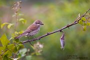Neuntoeter - Lanius collurio - Weibchen, Maennchen, Singvoegel Sachsen Voegel Rotrueckenwuerger Wuerger 