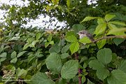 Neuntoeter - Lanius collurio - Weibchen, Maennchen, Singvoegel Sachsen Voegel Rotrueckenwuerger Wuerger 