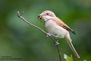 Neuntoeter - Lanius collurio - Weibchen, Maennchen, Singvoegel Sachsen Voegel Rotrueckenwuerger Wuerger 