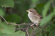Neuntoeter - Lanius collurio - Weibchen, Maennchen, Singvoegel Sachsen Voegel Rotrueckenwuerger Wuerger 