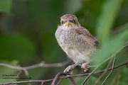 Neuntoeter - Lanius collurio - Weibchen, Maennchen, Singvoegel Sachsen Voegel Rotrueckenwuerger Wuerger 