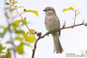Neuntoeter - Lanius collurio - Weibchen, Maennchen, Singvoegel Sachsen Voegel Rotrueckenwuerger Wuerger 