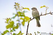 Neuntoeter - Lanius collurio - Weibchen, Maennchen, Singvoegel Sachsen Voegel Rotrueckenwuerger Wuerger 