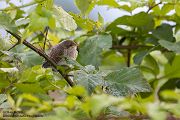 Neuntoeter - Lanius collurio - Weibchen, Maennchen, Singvoegel Sachsen Voegel Rotrueckenwuerger Wuerger 