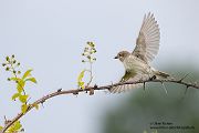 Neuntoeter - Lanius collurio - Weibchen, Maennchen, Singvoegel Sachsen Voegel Rotrueckenwuerger Wuerger 