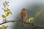 Neuntoeter - Lanius collurio - Weibchen, Maennchen, Singvoegel Sachsen Voegel Rotrueckenwuerger Wuerger 