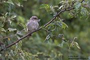 Neuntoeter - Lanius collurio - Weibchen, Maennchen, Singvoegel Sachsen Voegel Rotrueckenwuerger Wuerger 