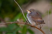 Neuntoeter - Lanius collurio - Weibchen, Maennchen, Singvoegel Sachsen Voegel Rotrueckenwuerger Wuerger 