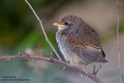 Neuntoeter - Lanius collurio - Weibchen, Maennchen, Singvoegel Sachsen Voegel Rotrueckenwuerger Wuerger 